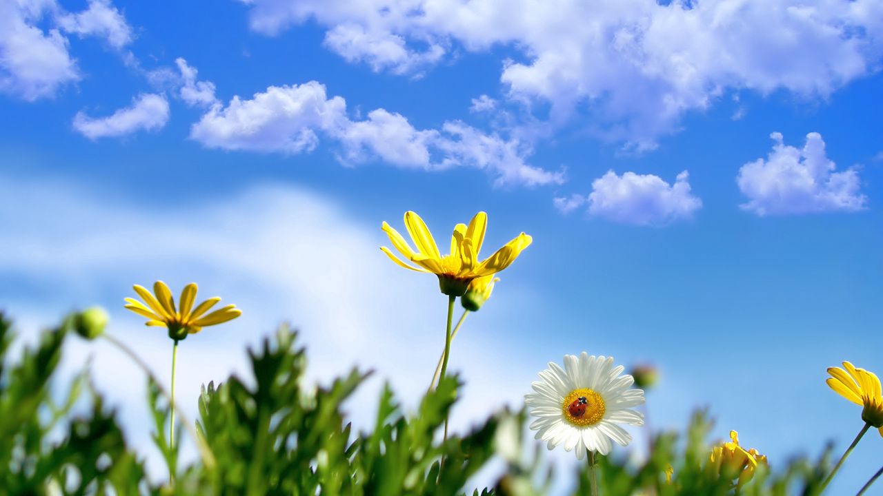 Обои ромашка, цветы, божья коровка, трава, небо, облака, лето