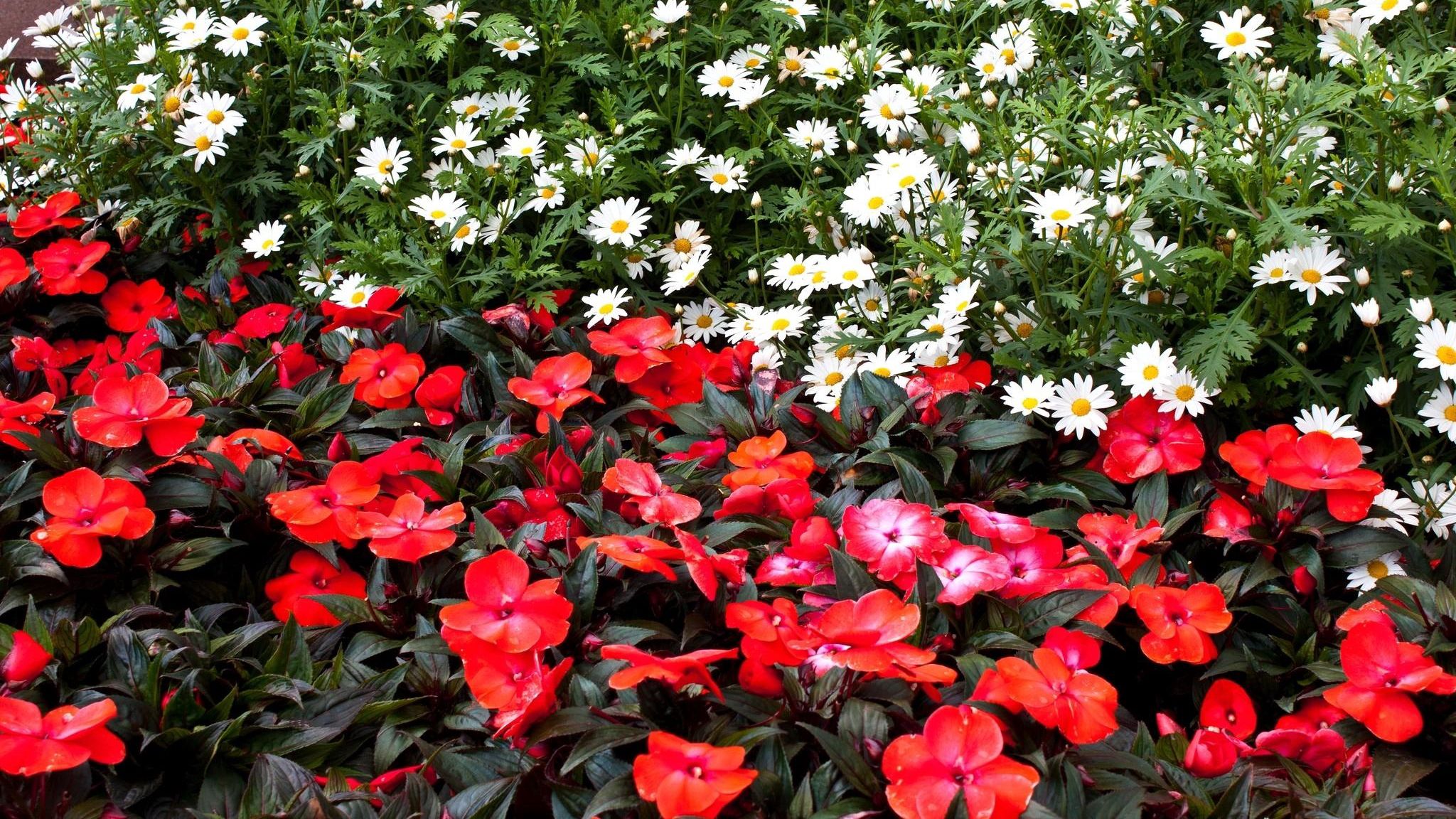 Бальзамин цветок фото на клумбе