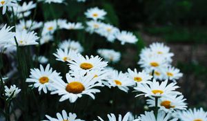 Превью обои ромашки, клумба, полевой