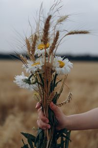 Превью обои ромашки, колосья, букет, рука, цветы