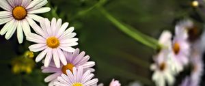 Превью обои ромашки, лепестки, цветы, капли, размытие