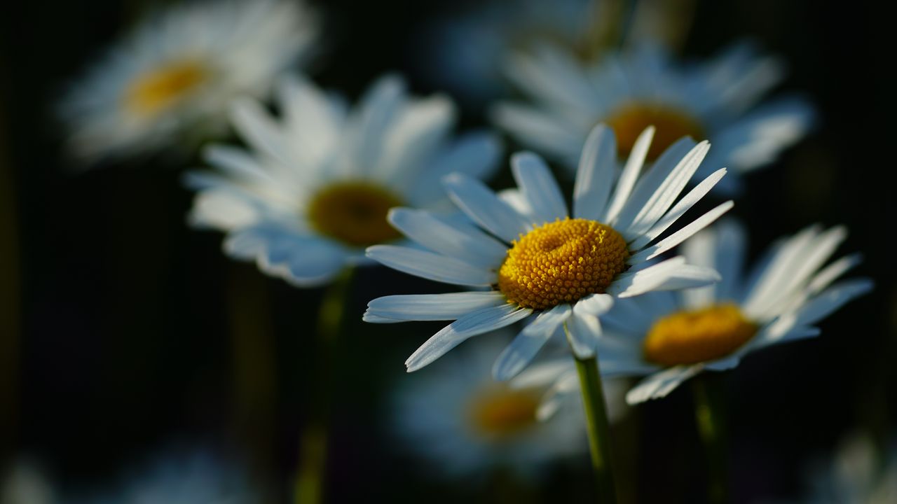 Обои ромашки, лепестки, цветы, стебли, блюр