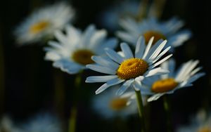 Превью обои ромашки, лепестки, цветы, стебли, блюр
