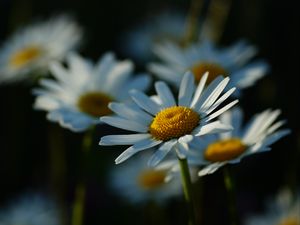Превью обои ромашки, лепестки, цветы, стебли, блюр