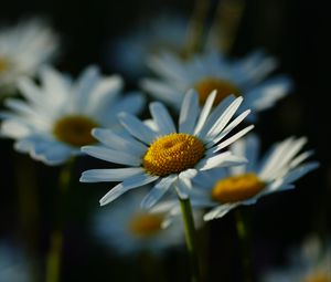 Превью обои ромашки, лепестки, цветы, стебли, блюр