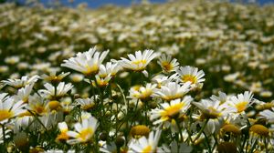 Превью обои ромашки, поле, лепестки