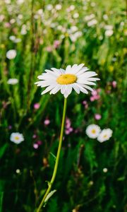 Превью обои ромашки, поле, лето, размытость