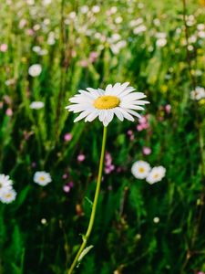 Превью обои ромашки, поле, лето, размытость