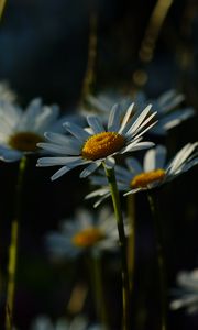 Превью обои ромашки, растения, цветы, лепестки, темный