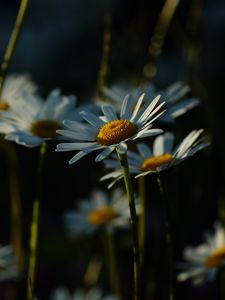 Превью обои ромашки, растения, цветы, лепестки, темный