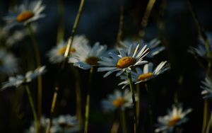 Превью обои ромашки, растения, цветы, лепестки, темный