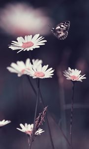 Превью обои ромашки, цветы, бабочка, макро