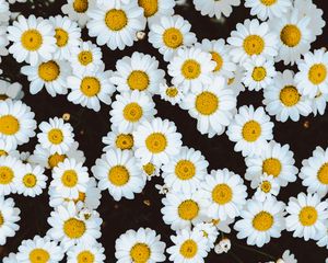 Превью обои ромашки, цветы, бутоны, поляна