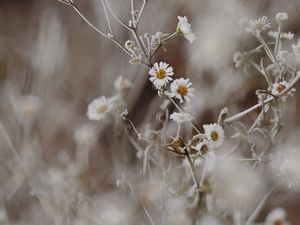 Превью обои ромашки, цветы, иней, растение, макро