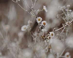 Превью обои ромашки, цветы, иней, растение, макро