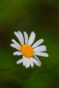 Превью обои ромашки, цветы, лепестки, блюр, природа