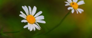 Превью обои ромашки, цветы, лепестки, блюр, природа