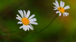 Превью обои ромашки, цветы, лепестки, блюр, природа