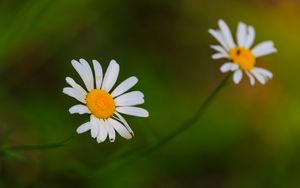 Превью обои ромашки, цветы, лепестки, блюр, природа