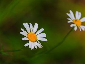 Превью обои ромашки, цветы, лепестки, блюр, природа