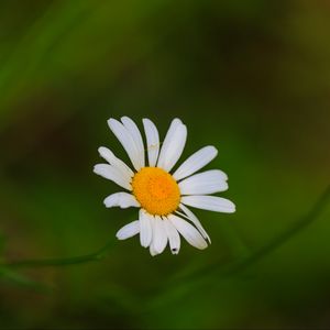 Превью обои ромашки, цветы, лепестки, блюр, природа