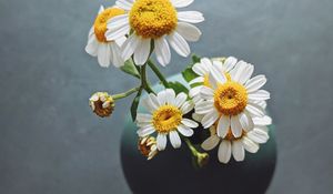 Превью обои ромашки, цветы, лепестки, ваза