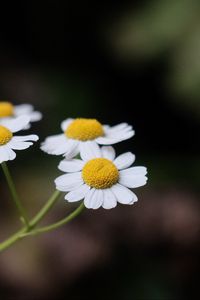 Превью обои ромашки, цветы, лепестки, пыльца