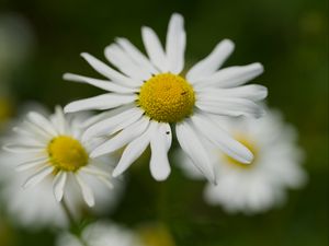 Превью обои ромашки, цветы, макро, лепестки, размытие, белый
