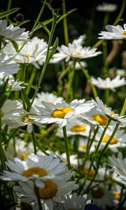 Превью обои ромашки, цветы, поле, растения