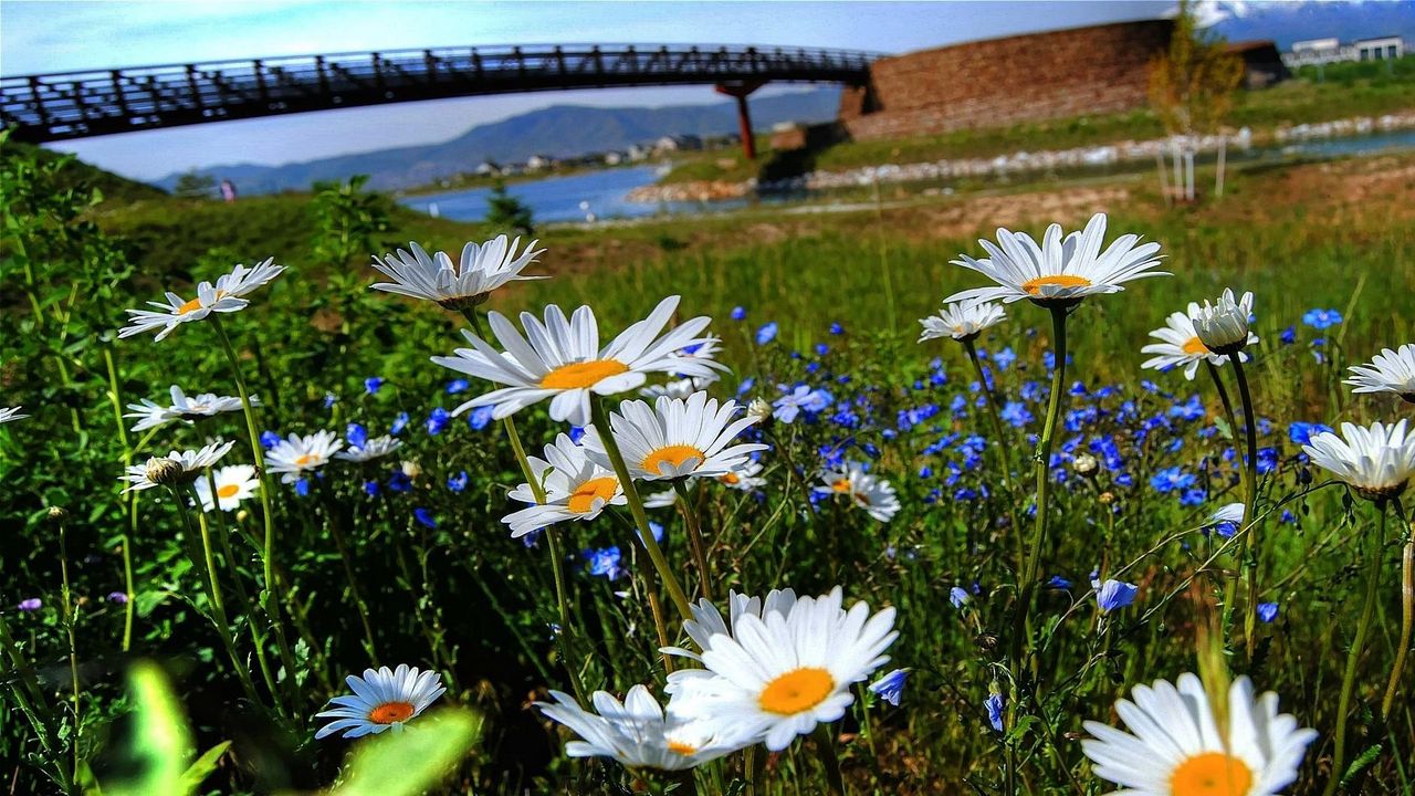 Обои ромашки, цветы, поляна, мост, река