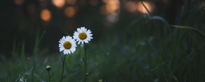 Превью обои ромашки, цветы, растения, макро, природа