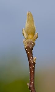 Превью обои росток, ветка, размытие, природа, макро