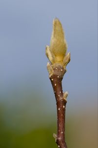 Превью обои росток, ветка, размытие, природа, макро