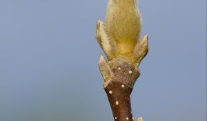 Превью обои росток, ветка, размытие, природа, макро