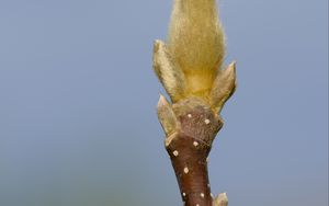 Превью обои росток, ветка, размытие, природа, макро