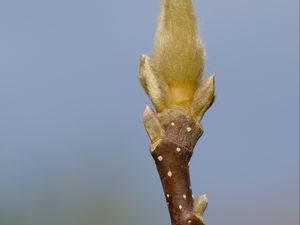 Превью обои росток, ветка, размытие, природа, макро