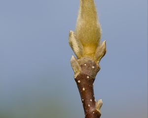 Превью обои росток, ветка, размытие, природа, макро