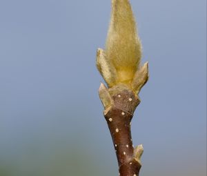 Превью обои росток, ветка, размытие, природа, макро