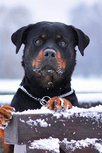 Превью обои ротвейлер, собака, снег, ошейник, взгляд