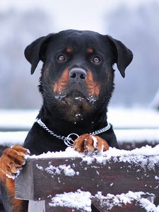 Превью обои ротвейлер, собака, снег, ошейник, взгляд