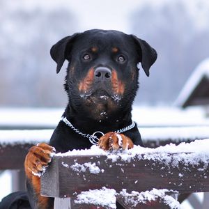 Превью обои ротвейлер, собака, снег, ошейник, взгляд