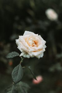 Превью обои роза, белый, капли, роса, размытость