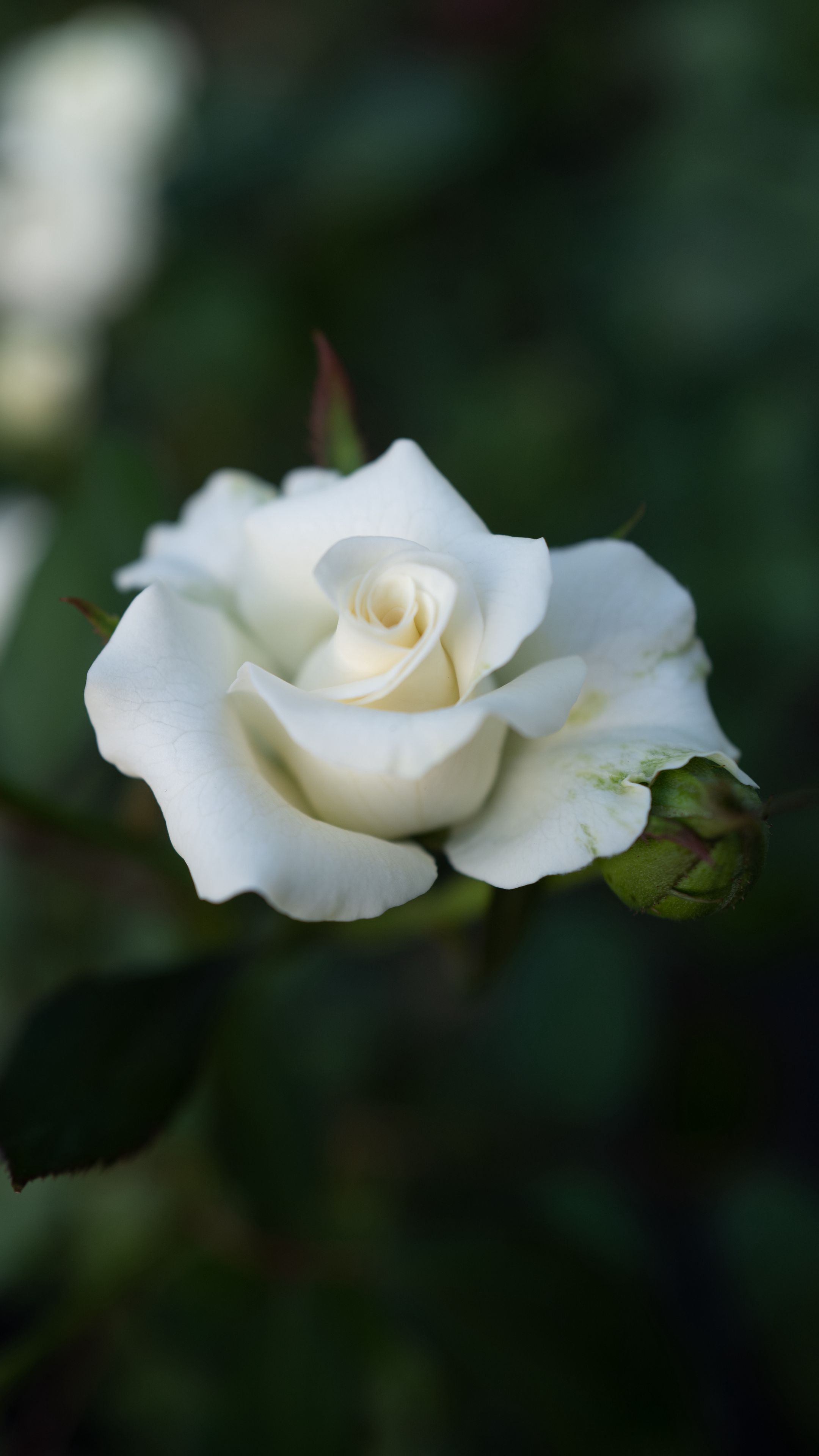 Бутон белой розы