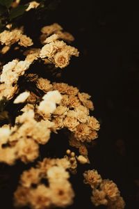 Превью обои роза бэнкс, цветок, растение, декоративный, цветение