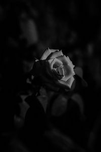 Превью обои роза, бутон, чб