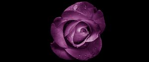 Превью обои роза, бутон, фиолетовый, капли, цветок