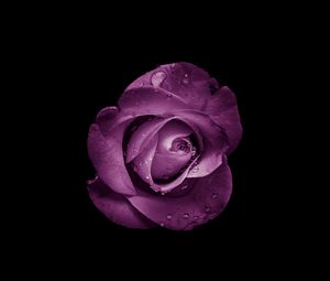 Превью обои роза, бутон, фиолетовый, капли, цветок