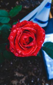 Превью обои роза, бутон, капли, красный, крупным планом