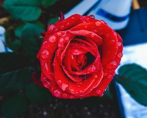 Превью обои роза, бутон, капли, красный, крупным планом