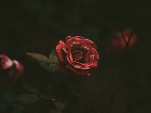 Превью обои роза, бутон, капли, темный фон